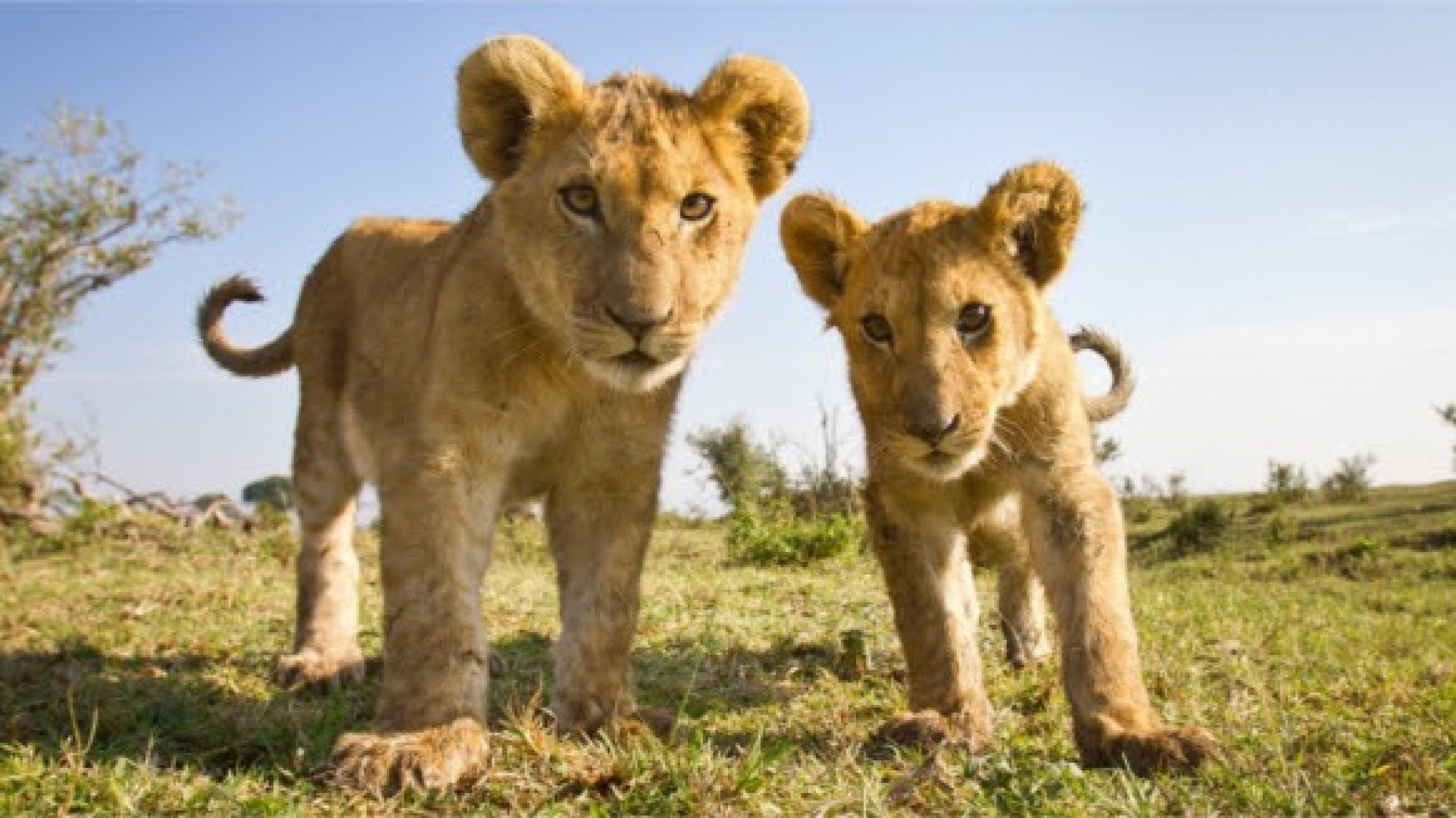 Fondo Mohamed bin Zayed per la Conservazione delle Specie